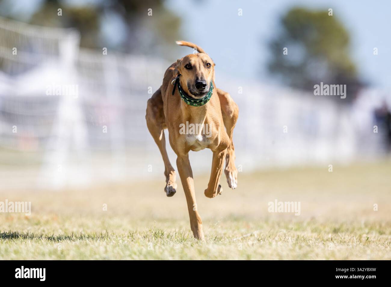 Greyhound Whippet Mix Running Lure Course, Sprint Dog Sport Foto Stock