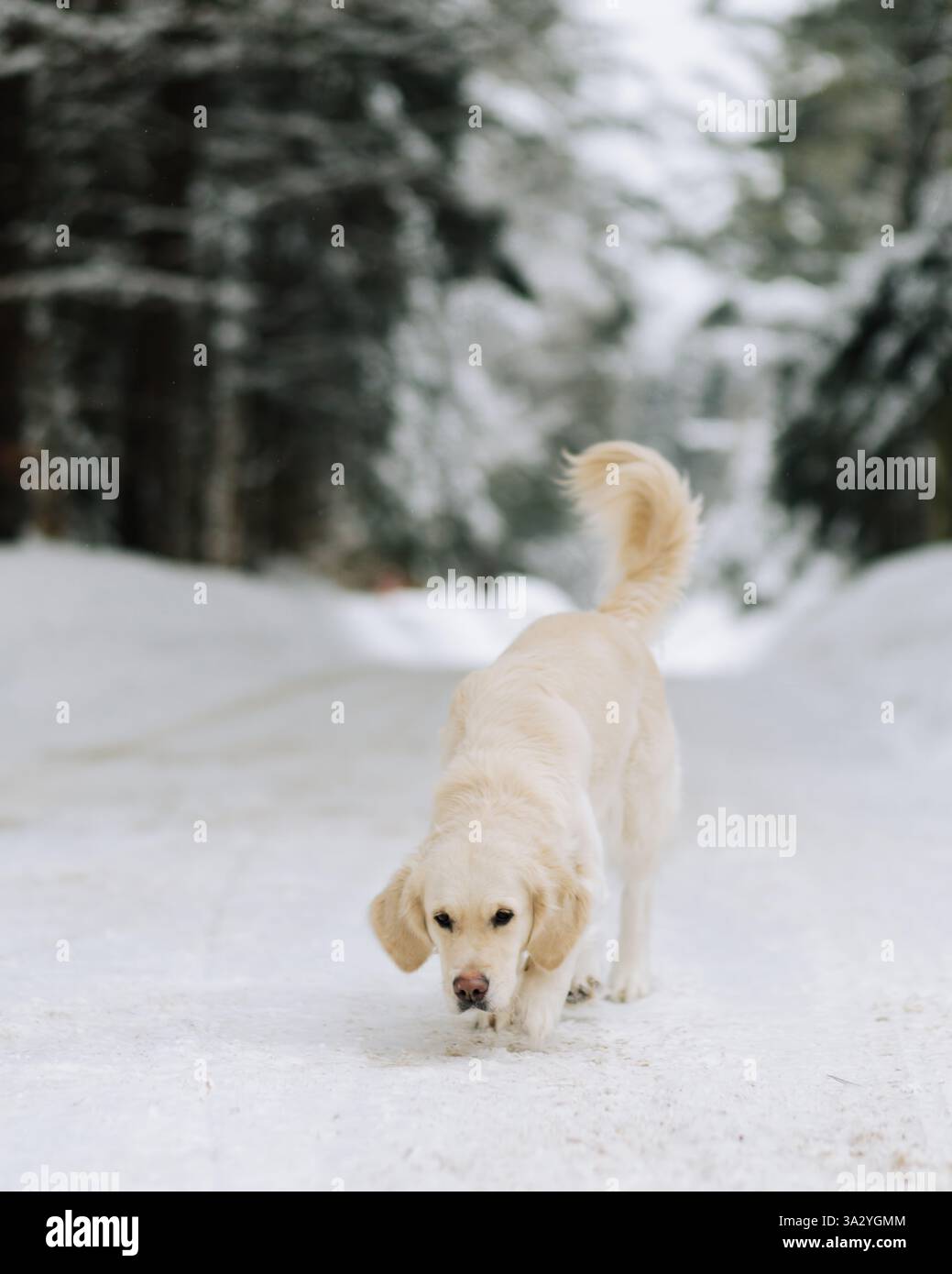 Golden Retriever Sniffing the Ground in the Snow durante l'inverno Foto Stock