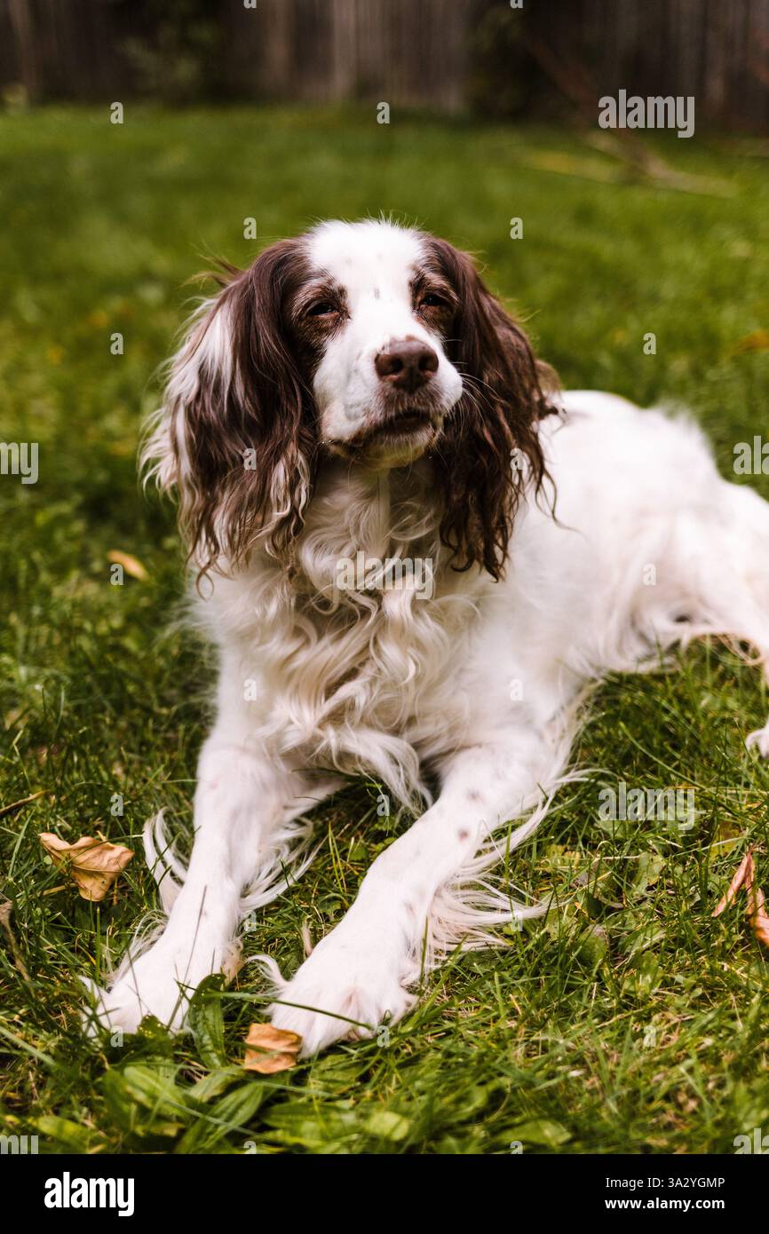 Lo spaniel inglese di Springer allevato sul campo stendendo in erba Foto Stock