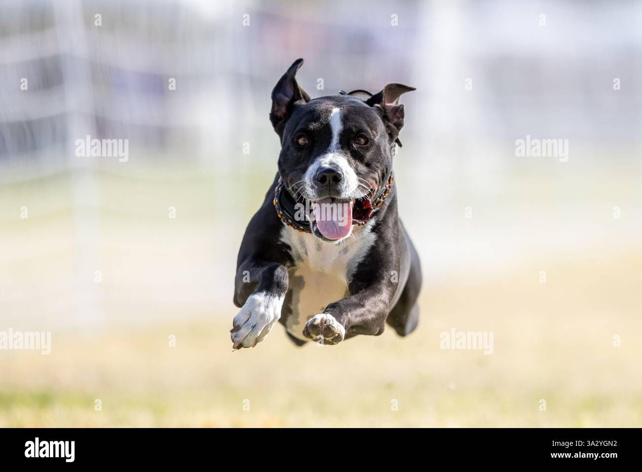 Campo da corsa American Pit Bull Terrier Lure Course Sprint Dog Sport Foto Stock