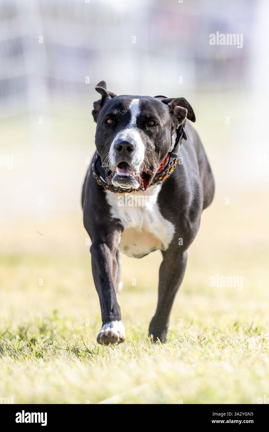 Campo da corsa American Pit Bull Terrier Lure Course Sprint Dog Sport Foto Stock