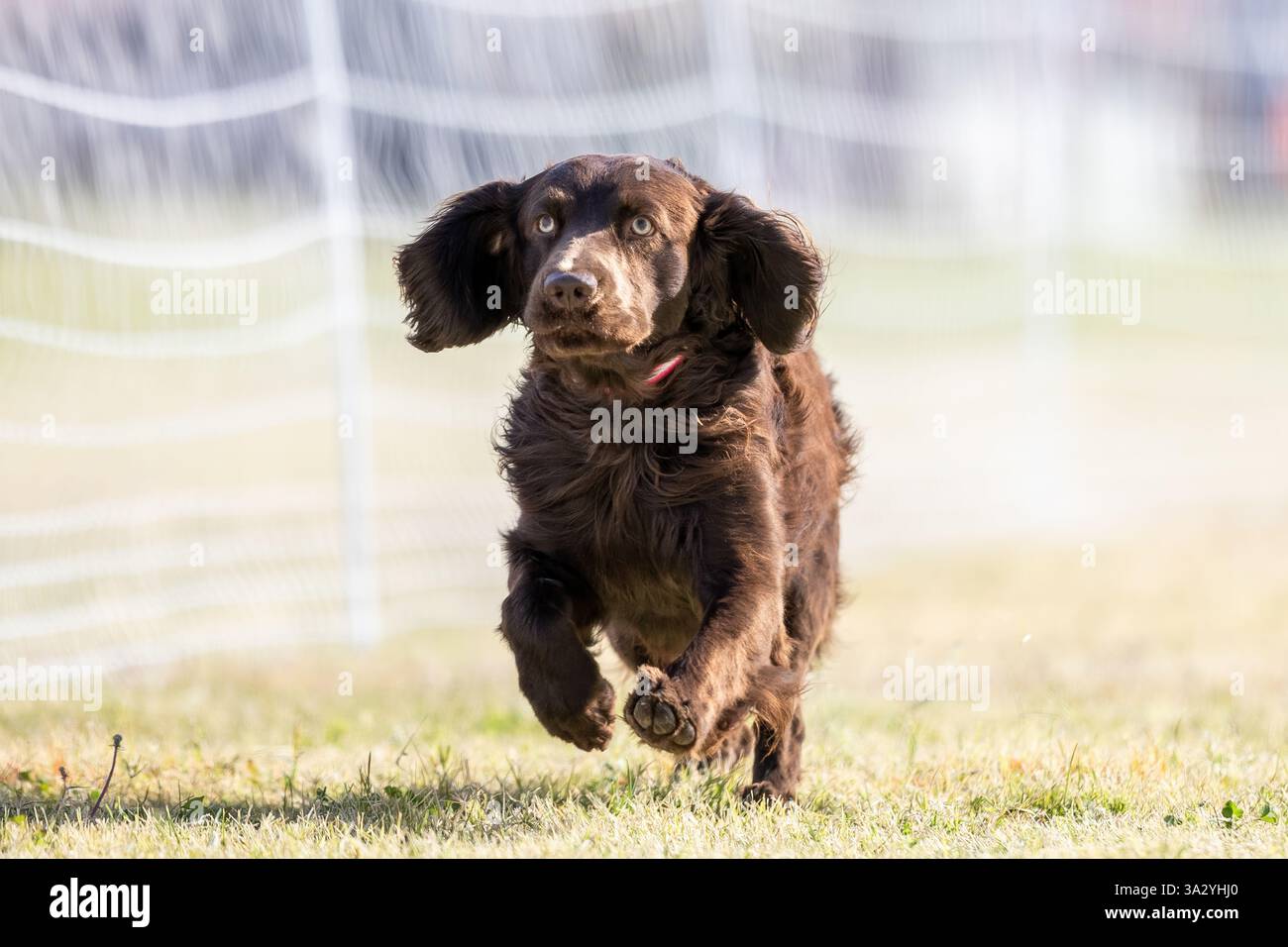 Boykin Spaniel Running Lure Course Sprint Dog Sport Foto Stock