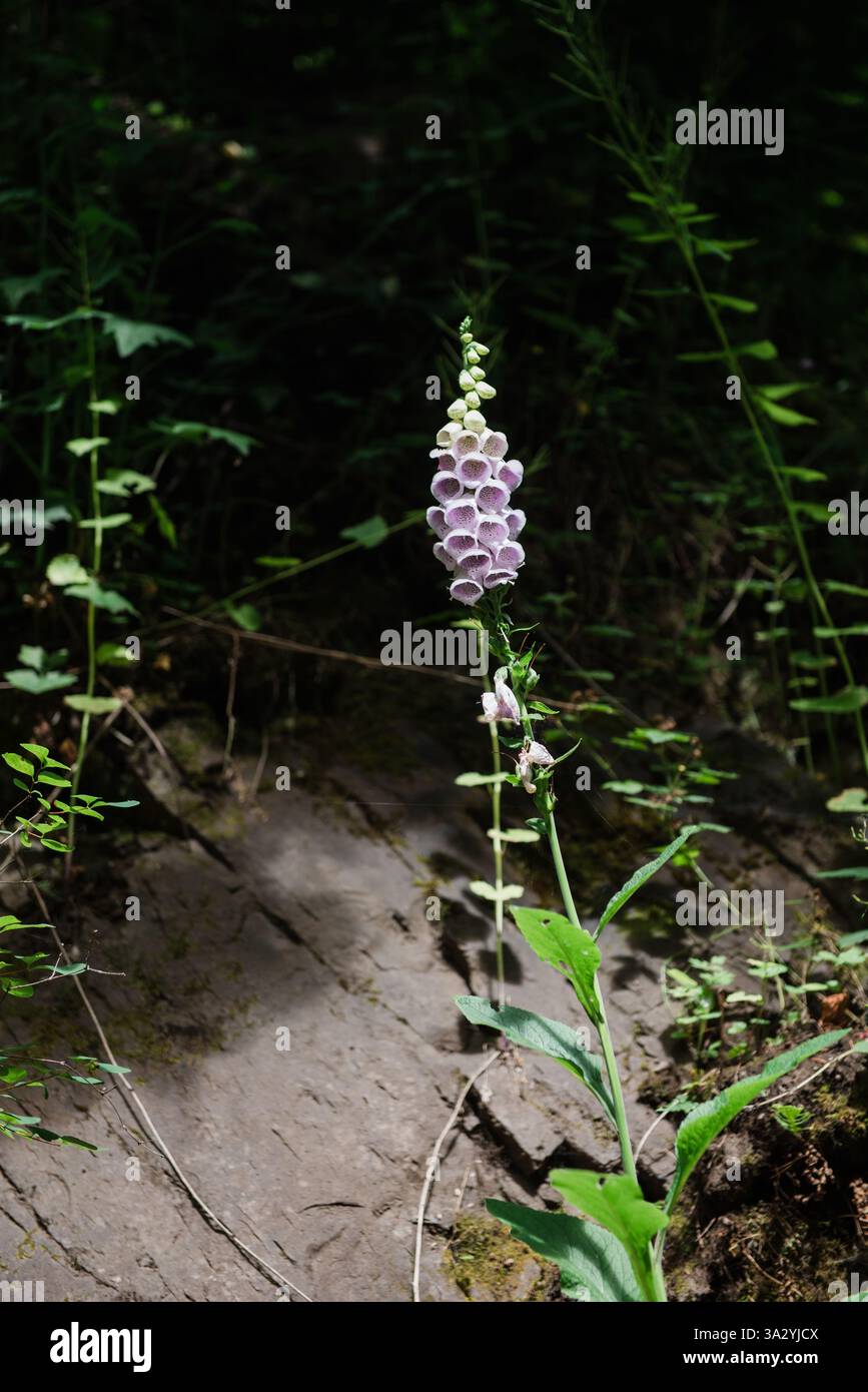 Wild Foxglove Bloom in Dappled Forest Light Foto Stock