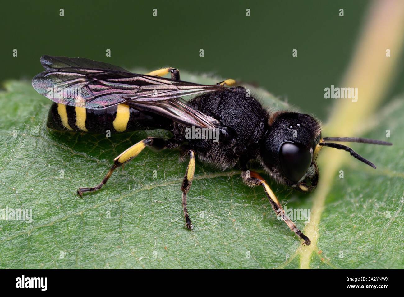Ectemnius continuus Digger Wasp sulla foglia di edera. Tipperary, Irlanda Foto Stock