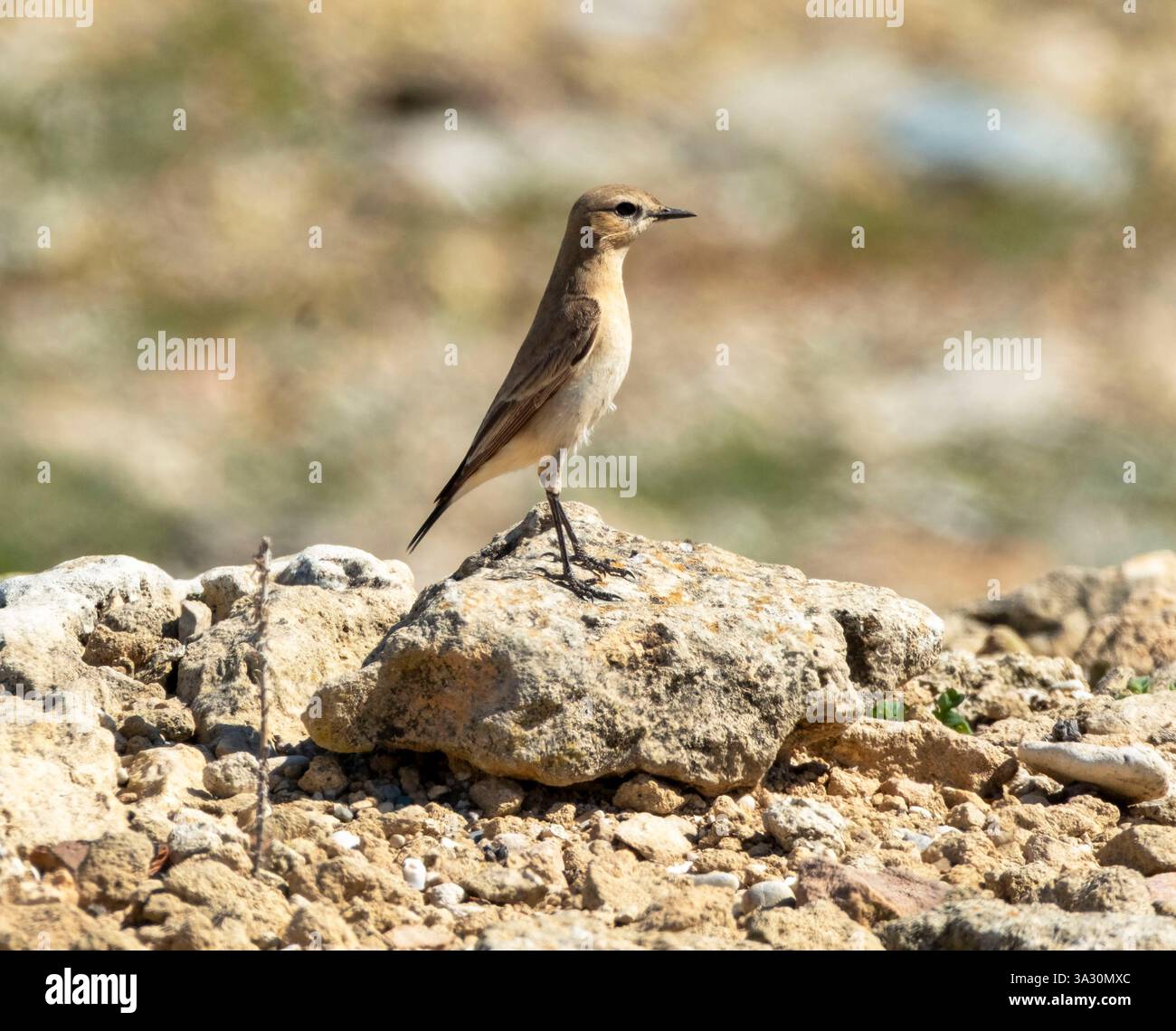 Isabelline Wheatear (enanthe isabellina) arroccata su una roccia, Paphos, Cipro Foto Stock