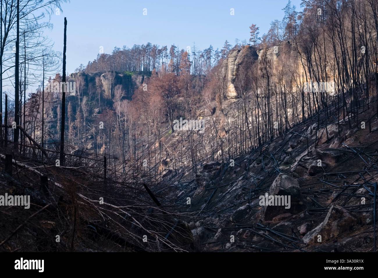 Una valle con pini bruciati e carbonizzati dopo un devastante incendio boschivo nel Parco Nazionale della Svizzera Boema. Foto Stock