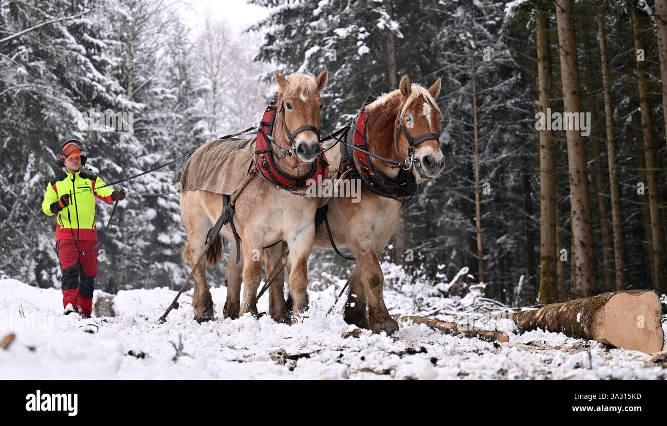Christes, Germania. 14 marzo 2025. Janek Böhm, un tirocinante forestale del terzo anno, guida i cavalli a sangue freddo della Turingia Hans ed Elias in una foresta appartenente all'ufficio forestale di Schmalkalden. I cavalli posteriori vengono utilizzati per recuperare legna dalle foreste della Turingia. Crediti: Martin Schutt/dpa/Alamy Live News Foto Stock