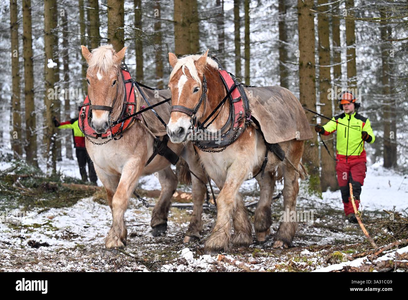 Christes, Germania. 14 marzo 2025. Janek Böhm, un tirocinante forestale del terzo anno, guida i cavalli a sangue freddo della Turingia Hans ed Elias in una foresta appartenente all'ufficio forestale di Schmalkalden. I cavalli posteriori vengono utilizzati per recuperare legna dalle foreste della Turingia. Crediti: Martin Schutt/dpa/Alamy Live News Foto Stock
