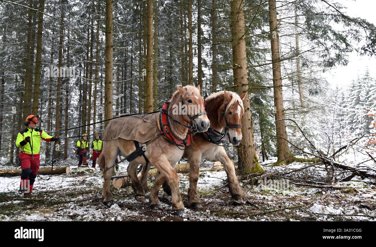 Christes, Germania. 14 marzo 2025. Janek Böhm, un tirocinante forestale del terzo anno, guida i cavalli a sangue freddo della Turingia Hans ed Elias in una foresta appartenente all'ufficio forestale di Schmalkalden. I cavalli posteriori vengono utilizzati per recuperare legna dalle foreste della Turingia. Crediti: Martin Schutt/dpa/Alamy Live News Foto Stock