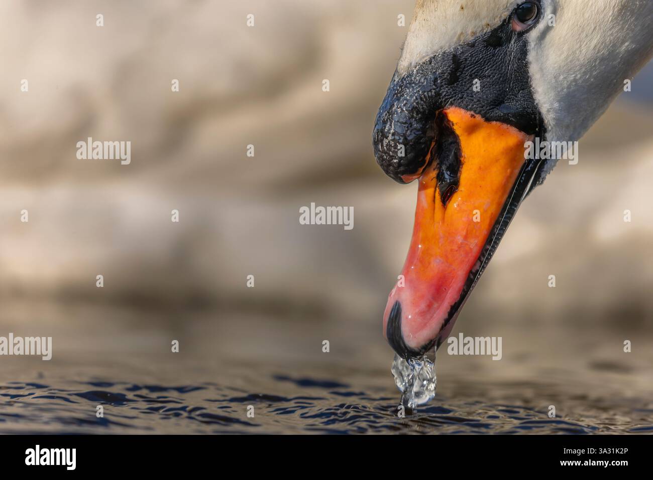 Angolo basso, primo piano della testa di un cigno selvaggio muta (Cygnus olor) che si immerge nell'acqua con acqua che gocciola dal becco. Fotografia di uccelli nel Regno Unito. Foto Stock