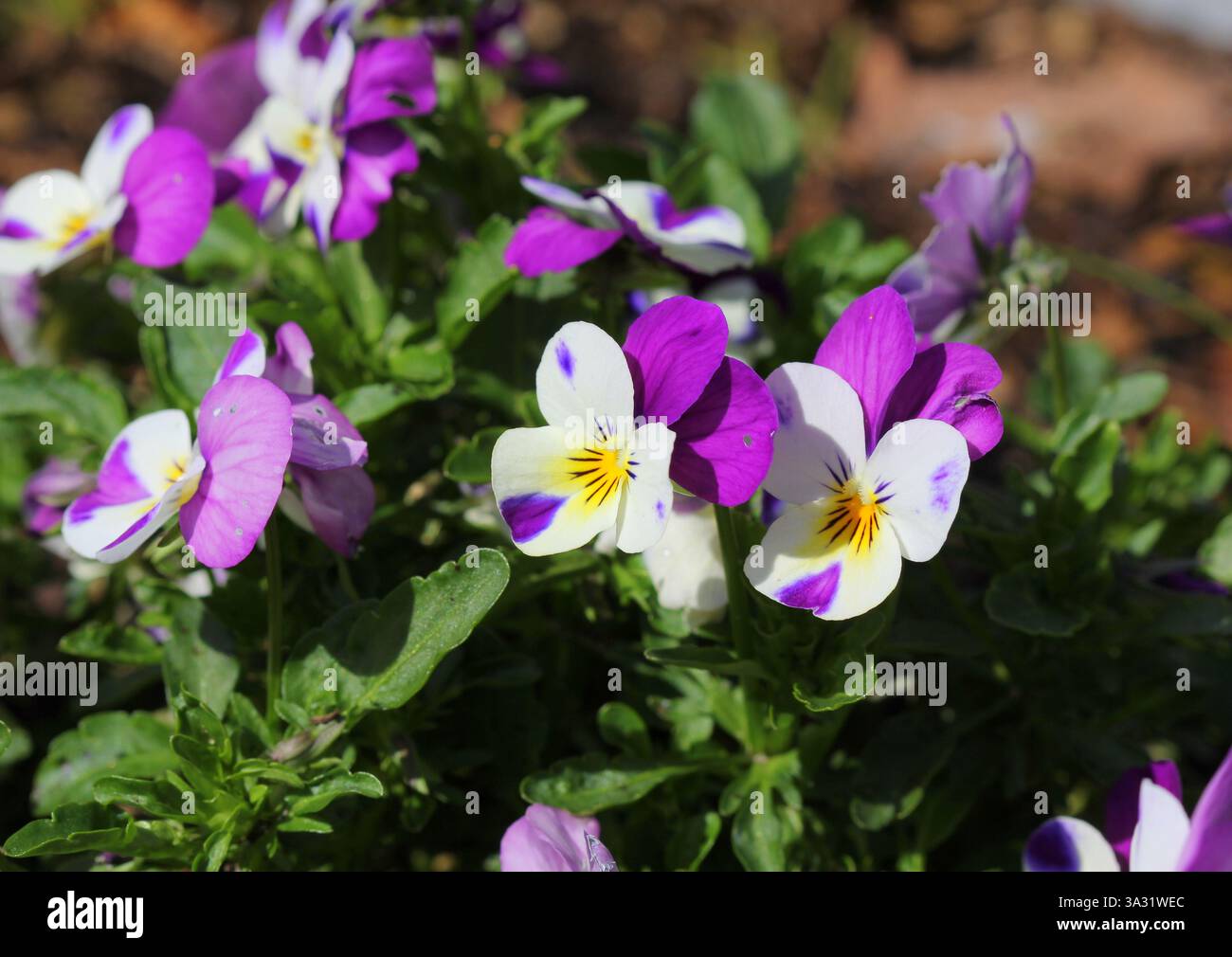 Un primo piano della Pansy, Viola x wittrockiana. Foto Stock