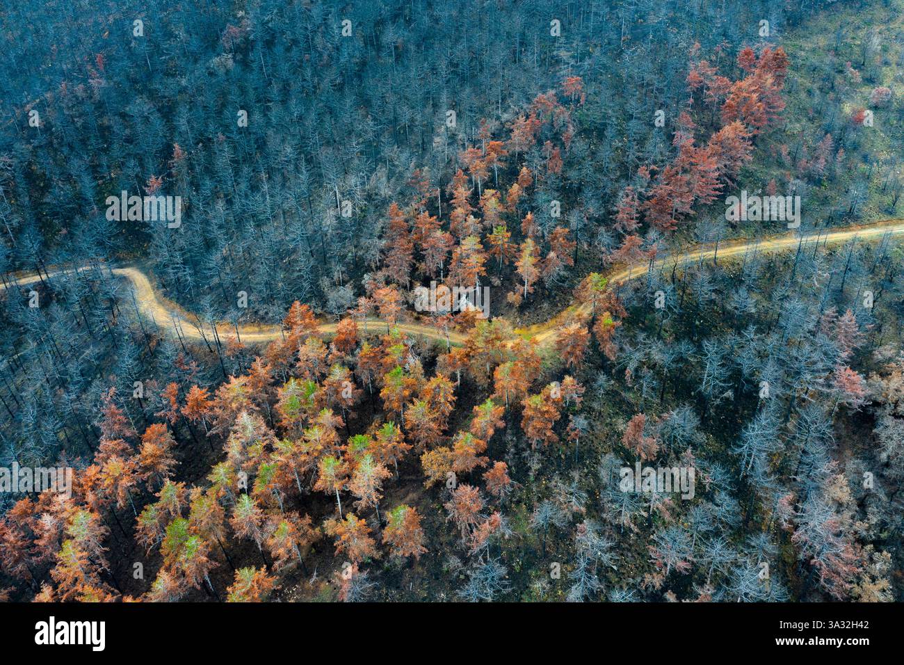 Tortuosa strada sterrata che attraversa una foresta colpita da incendi a legarda, navarra, spagna Foto Stock