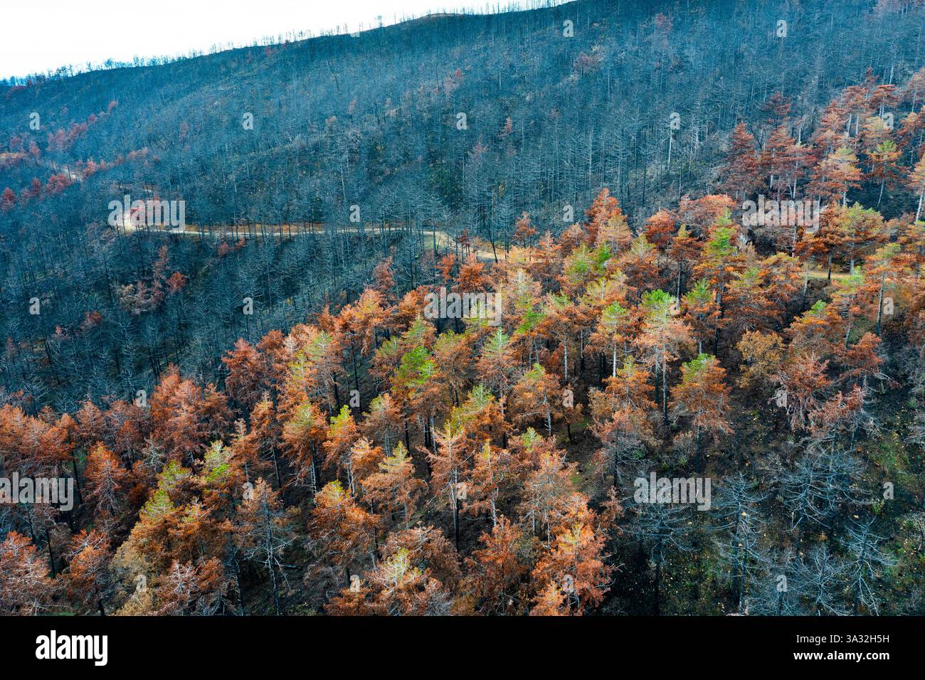 Wildfire devastante foresta a legarda, navarra, spagna, evidenziando gli effetti del cambiamento climatico Foto Stock