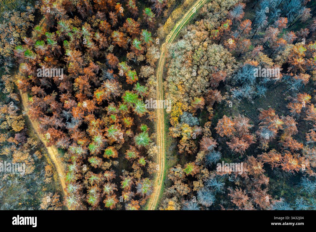 Wildfire devastante alberi vicino a una strada sterrata a legarda, navarra, spagna Foto Stock