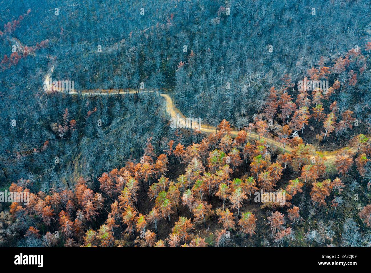Tortuosa strada sterrata che attraversa un paesaggio boschivo bruciato a legarda, navarra, spagna Foto Stock