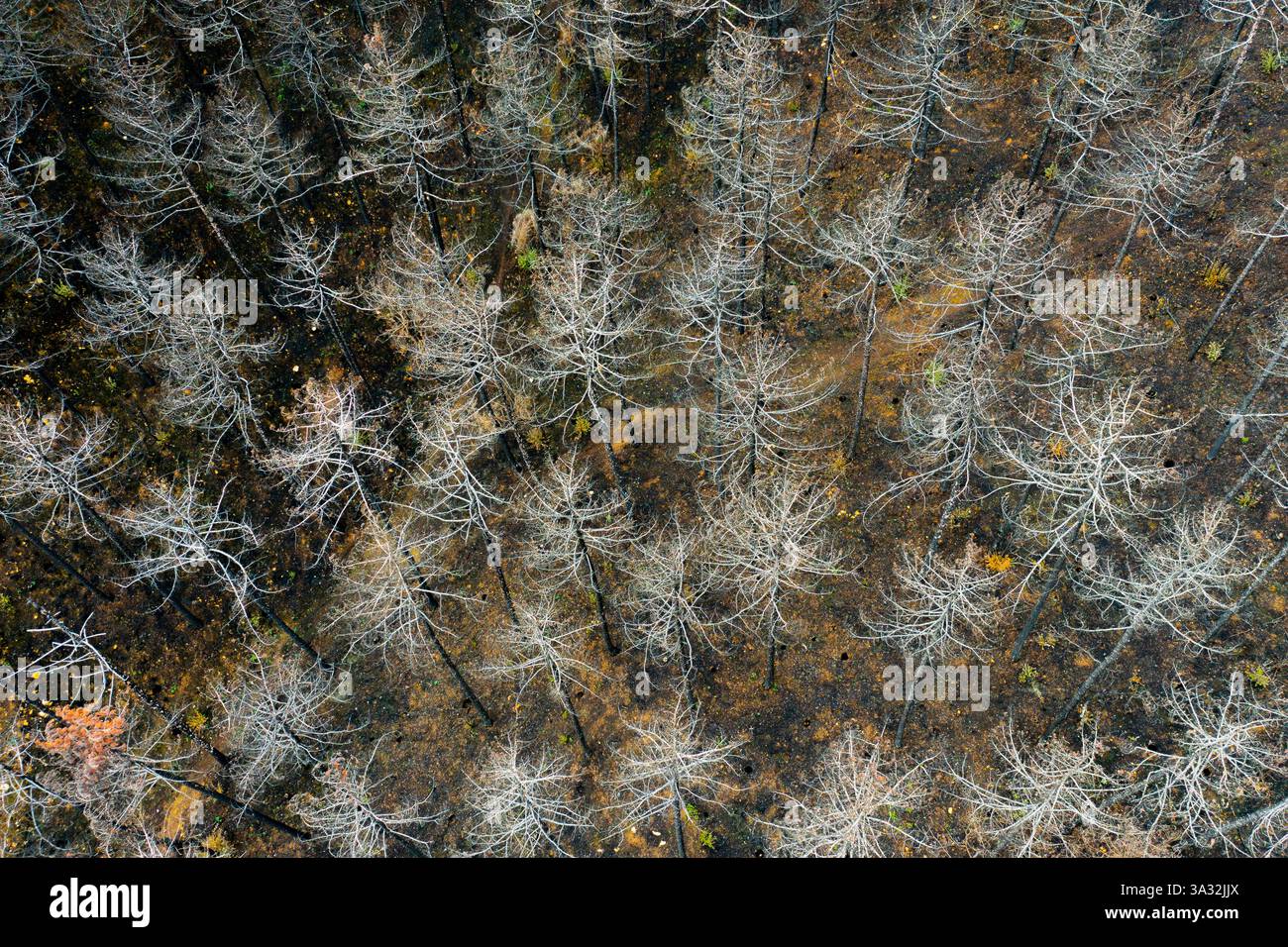 Devastanti foglie di fuoco selvatico resti carbonizzati di foresta a legarda, navarra, spagna Foto Stock