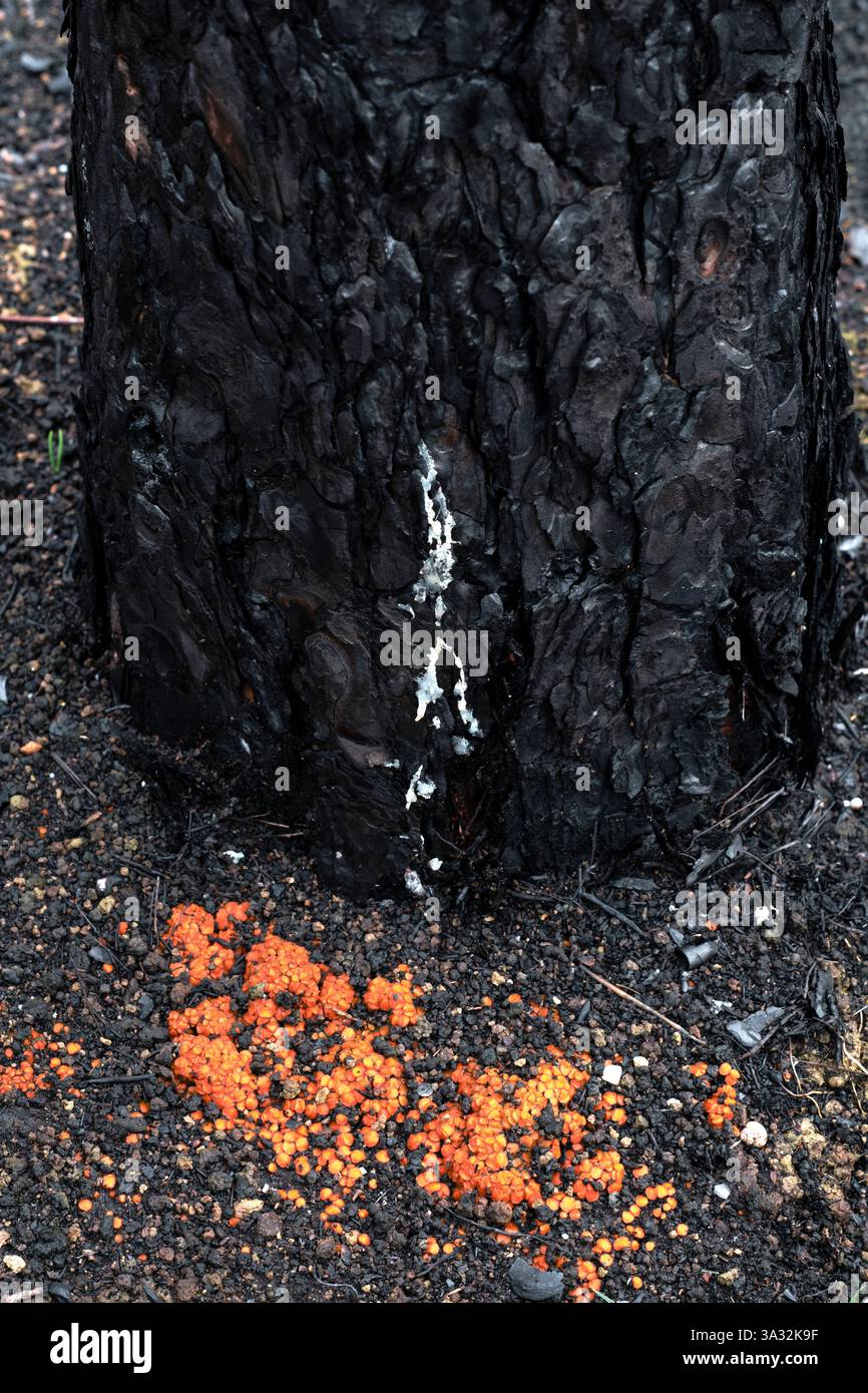 Tronco di pino dannoso Wildfire e dintorni a legarda, navarra, spagna Foto Stock