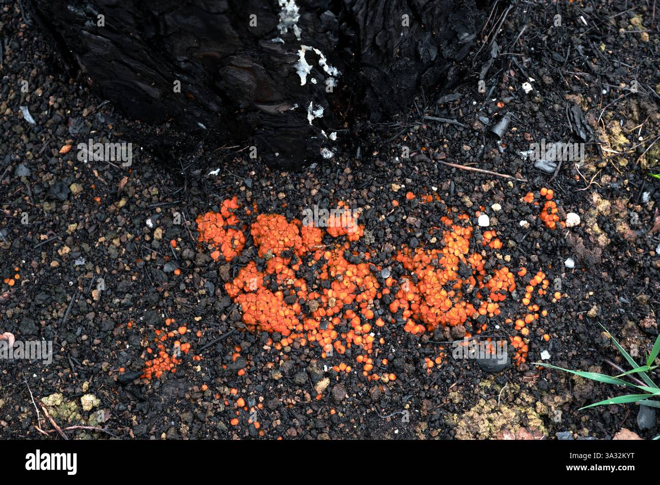 Funghi arancioni che crescono su terreni bruciati dopo un incendio a legarda, navarra, spagna Foto Stock