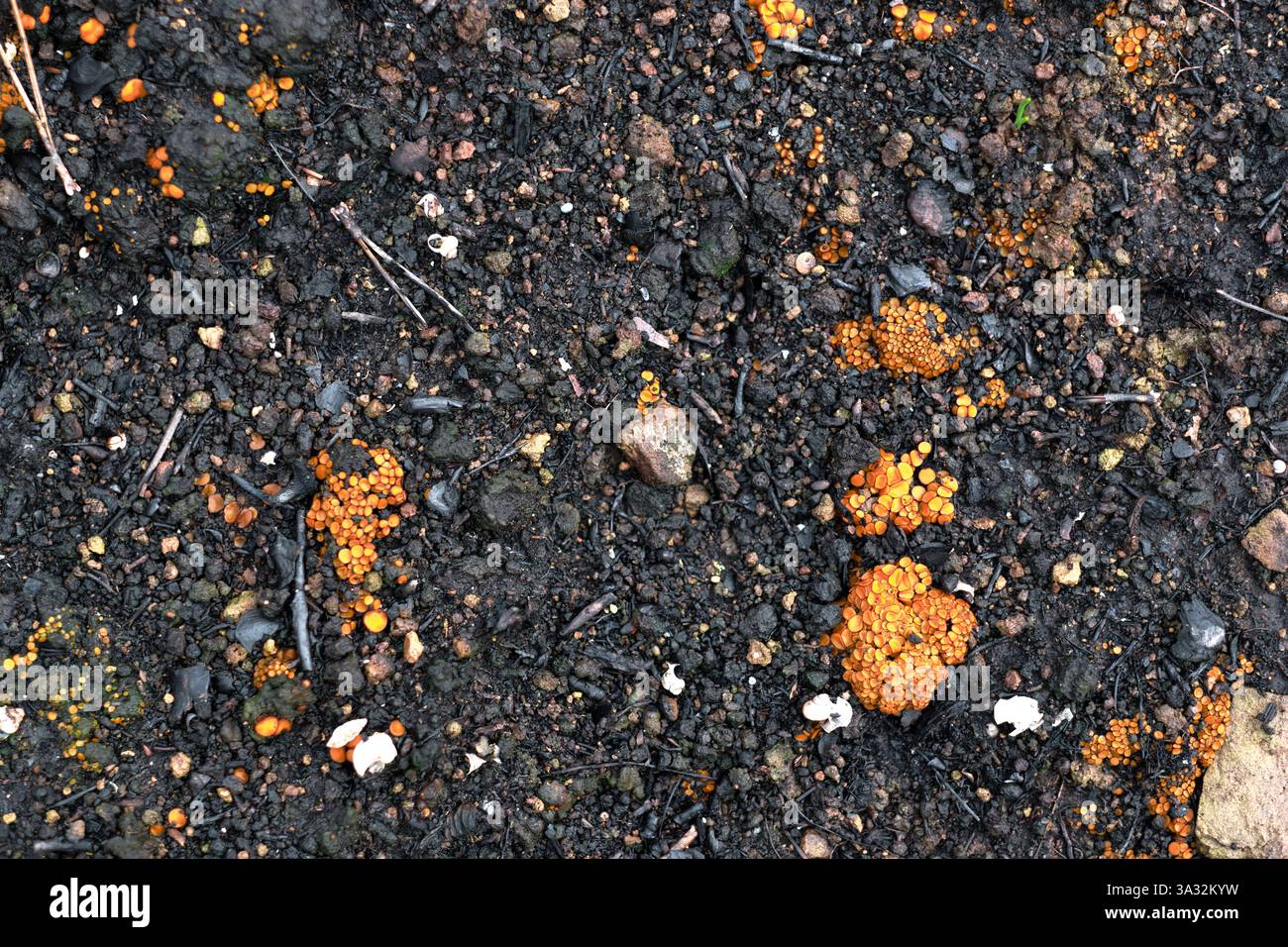 Funghi arancioni che crescono sul terreno bruciato dopo un incendio a legarda, navarra, spagna Foto Stock