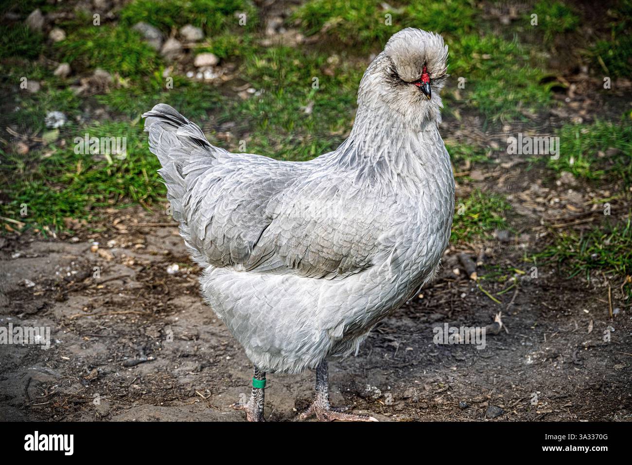 Polli Ameraucanas di lavanda, Una variante di colore della razza Ameraucana, noti per il loro piumaggio di lavanda unico e le uova azzurre deposte. Foto Stock Polli Ameraucanas di lavanda, Una variante di colore della razza Ameraucana, noti per il loro piumaggio di lavanda unico e le uova azzurre deposte. Foto Stock