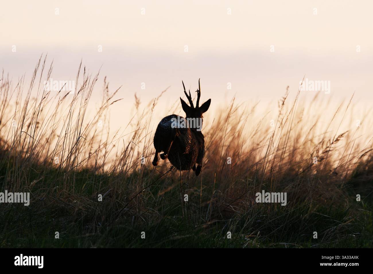 Roe Deer (Capreolus capreolus) maschio che corre nel campo all'alba in primavera. Foto Stock