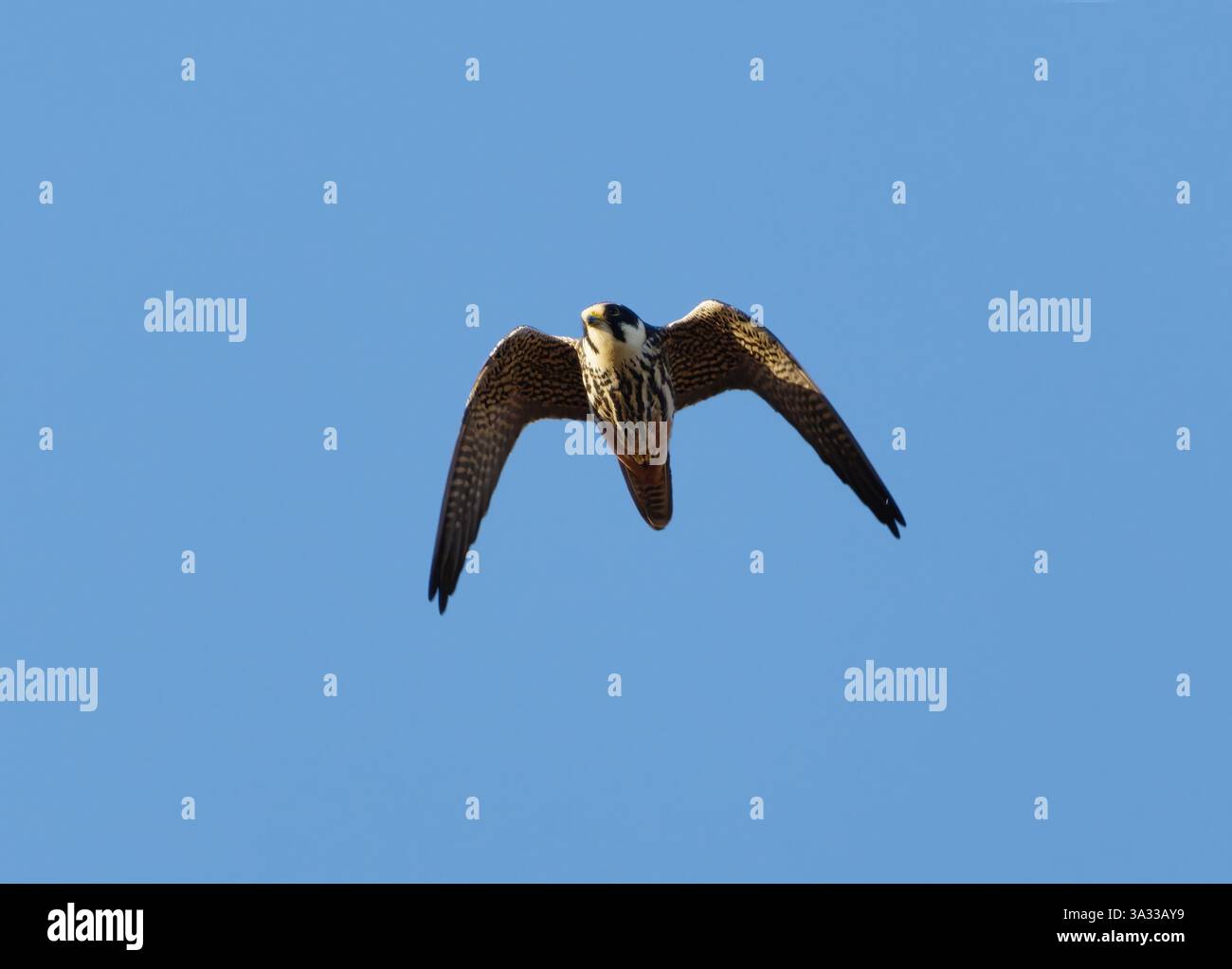 Hobby eurasiatico (Falco subbuteo) che vola nel cielo blu in primavera. Foto Stock