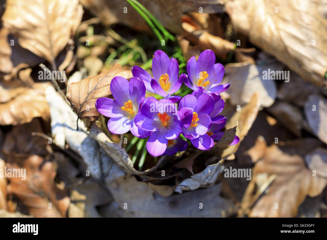Fiore di Crocus (crocus) Foto Stock