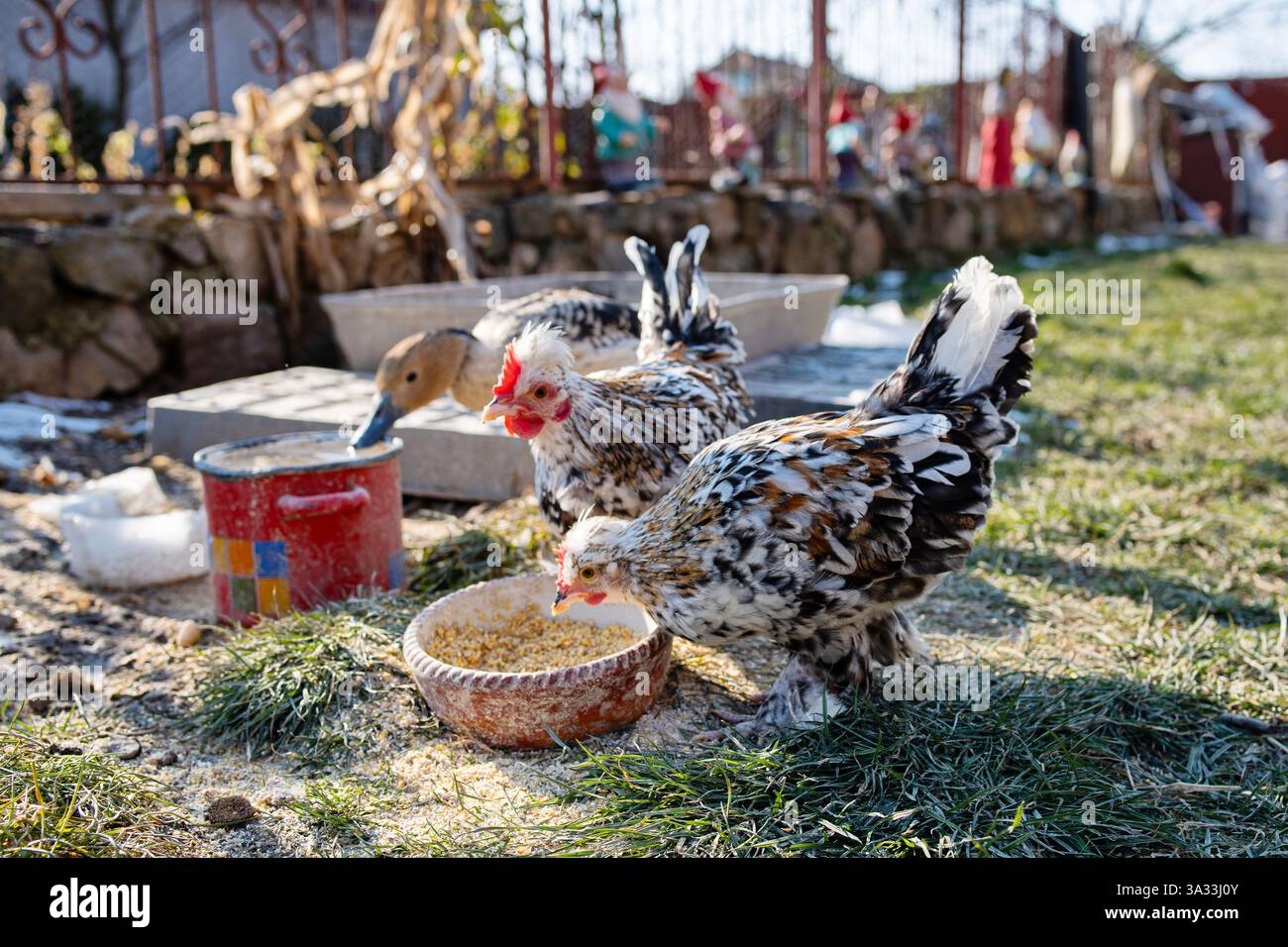 Un paio di olandesi adulti hanno mangiato pollo Bantam mangiando grano in un cortile di campagna. Primo piano, angolo basso, nessuna gente. Foto Stock