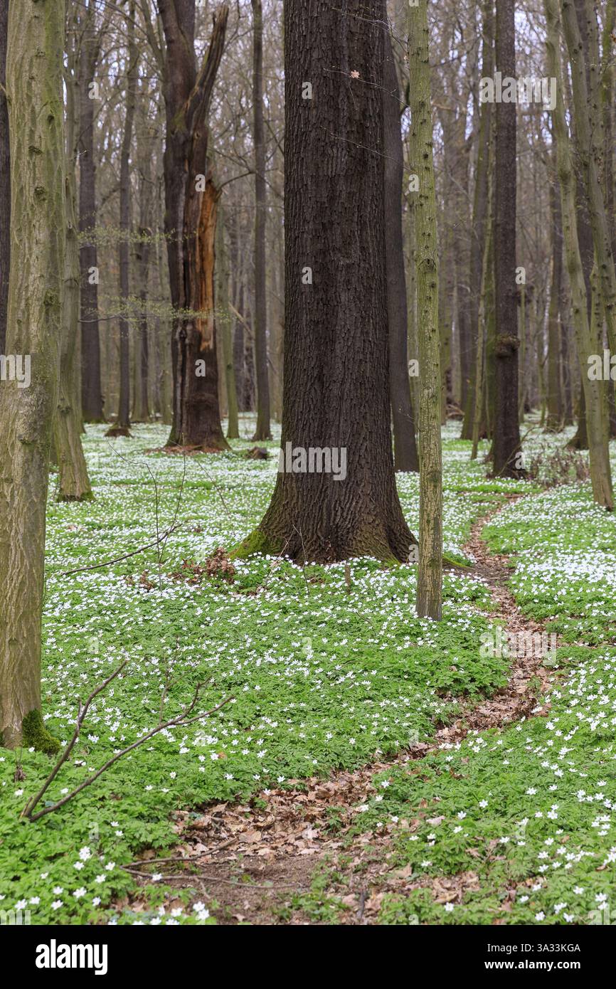 Anemone di legno (Anemonoides nemorosa) in fiore nel Laskaer Auenwald, Ralbitz-Rosenthal, Sassonia, Germania, Europa Foto Stock
