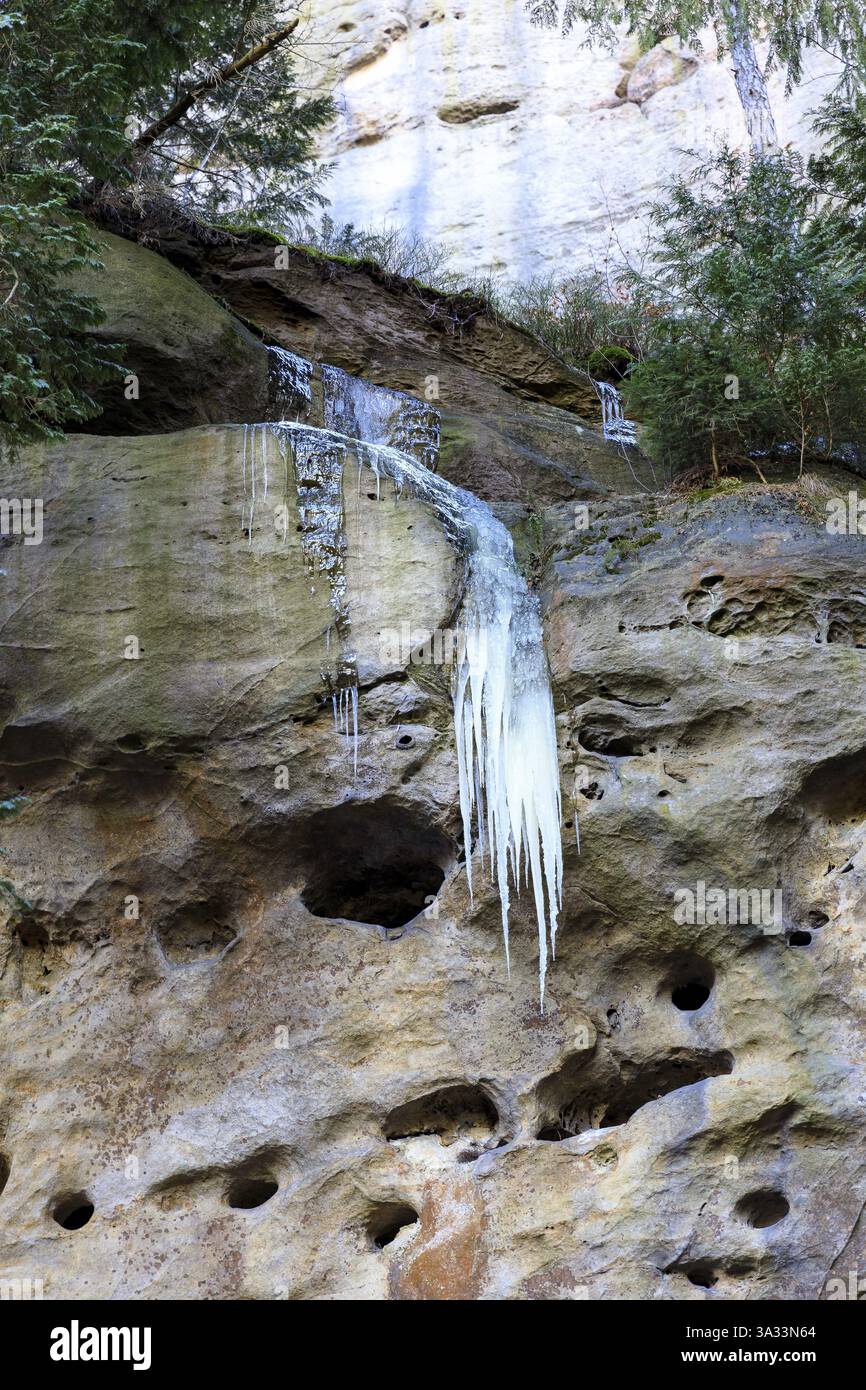 L'umidità che fuoriesce dall'arenaria si congela sulle pareti rocciose formando ghiaccioli e piccole cascate, Halbengrund vicino a Hohnstein, Svizzera sassone, Foto Stock