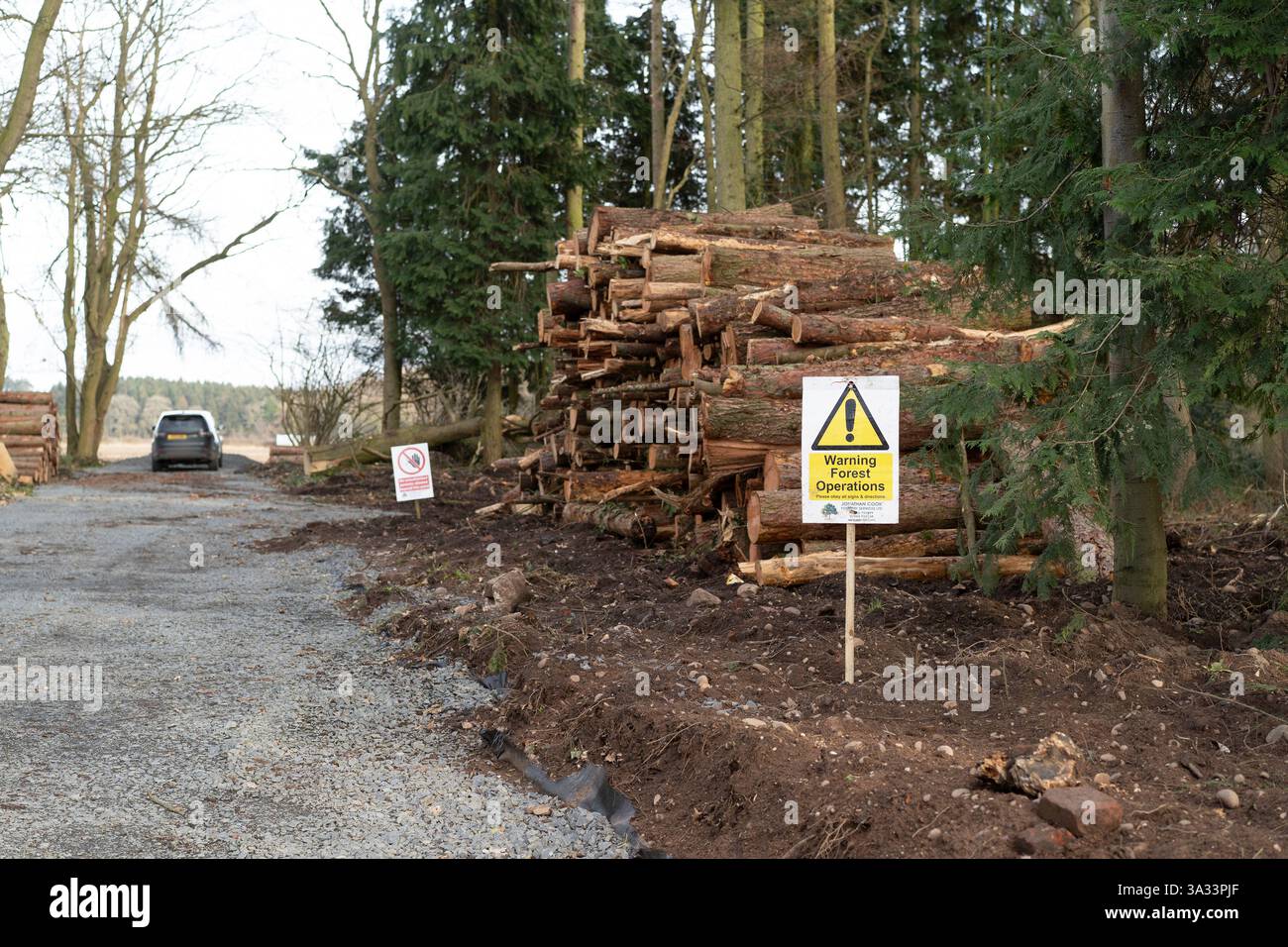 Il cartello giallo "Warning Forest Operations" (avvertenza operazioni forestali) si trova di fronte agli alberi abbattuti impilati in alto in una radura forestale del Regno Unito, dove gli alberi vengono rimossi per motivi di pubblica sicurezza. Foto Stock
