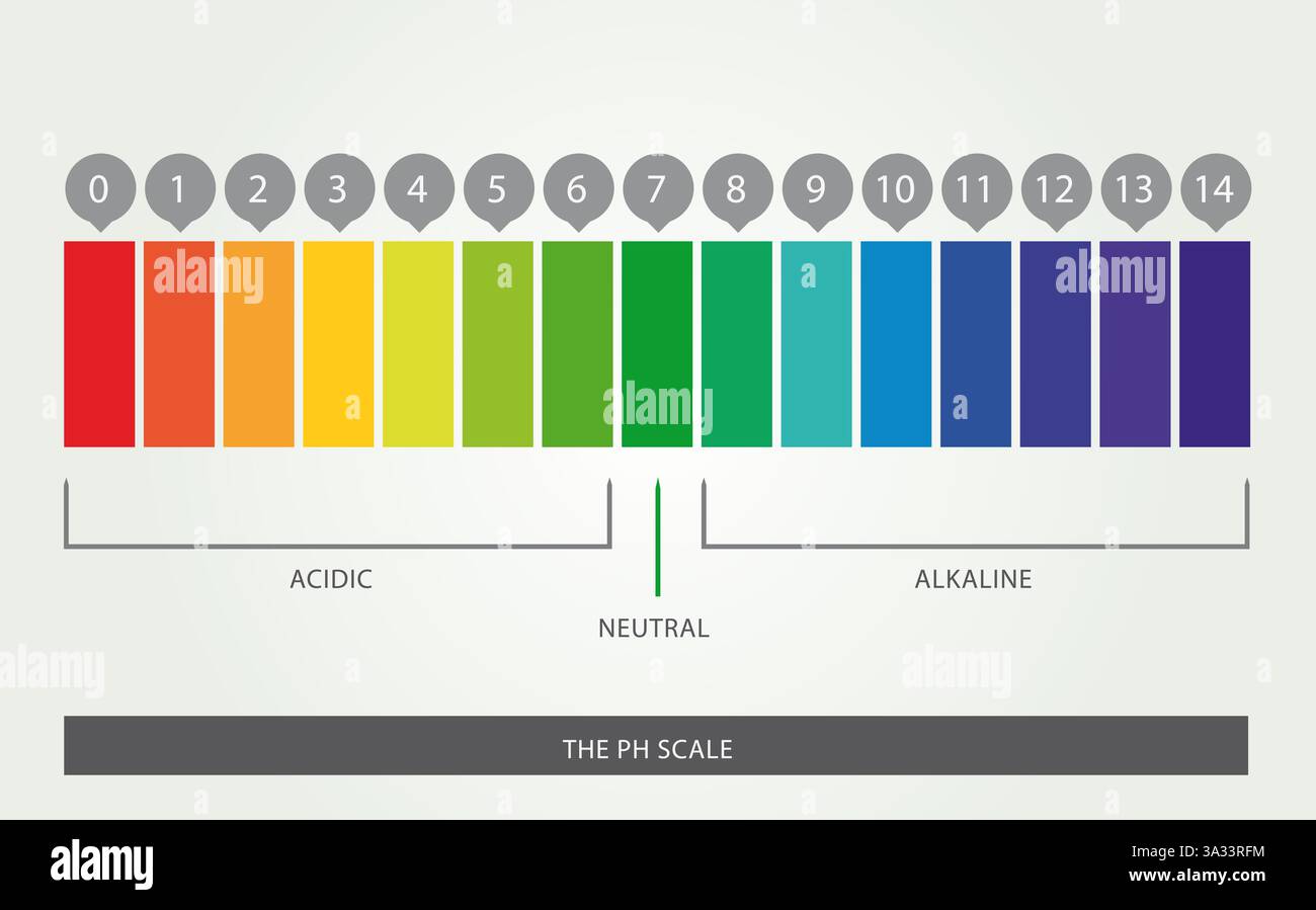Illustrazione della scala DI PH con 14 livelli, da acidi a neutri a alcalini, design vettoriale Illustrazione Vettoriale