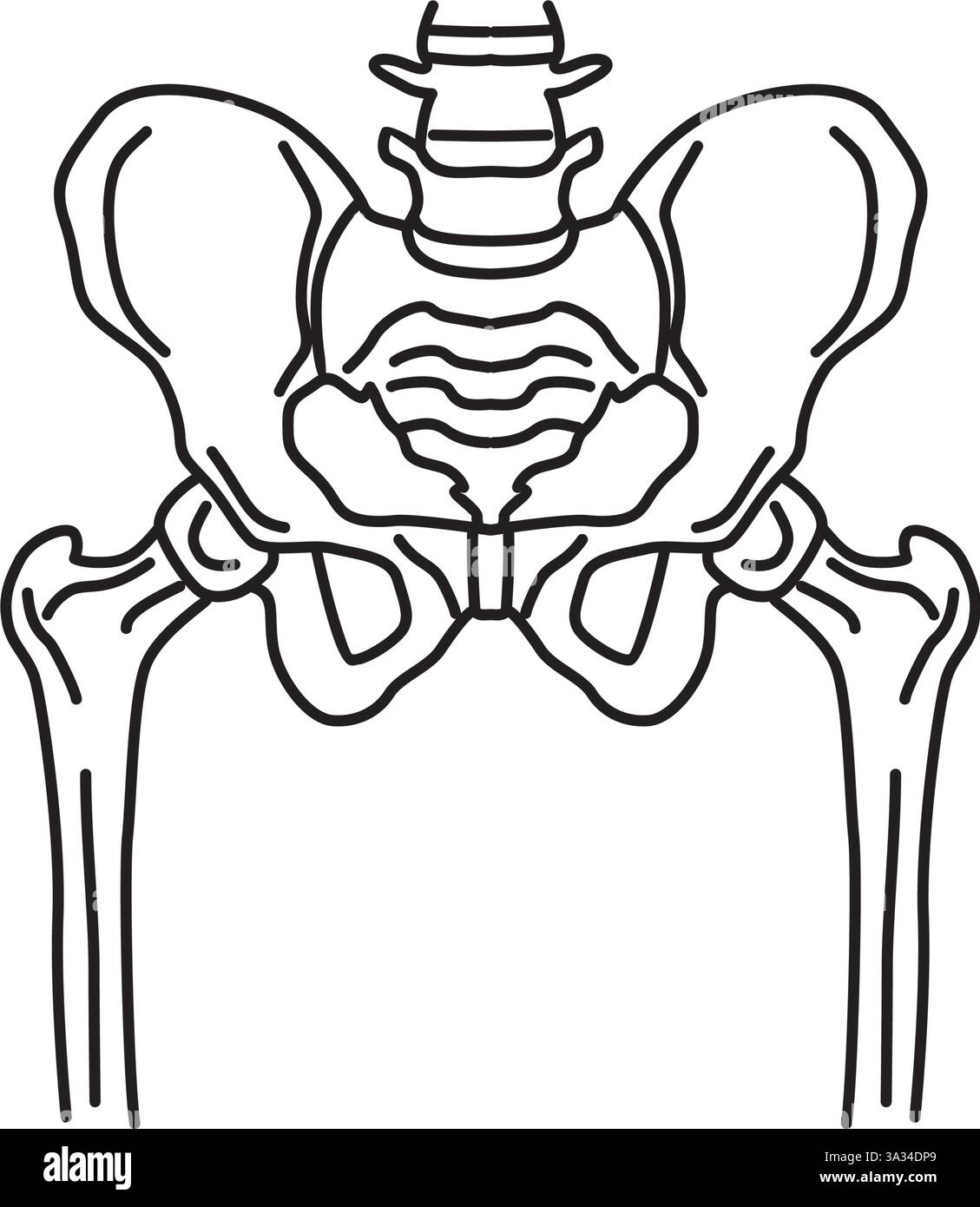 Linee vettoriali osteologiche dello scheletro umano, vertebre lombari, scheletro dell'anca Illustrazione Vettoriale