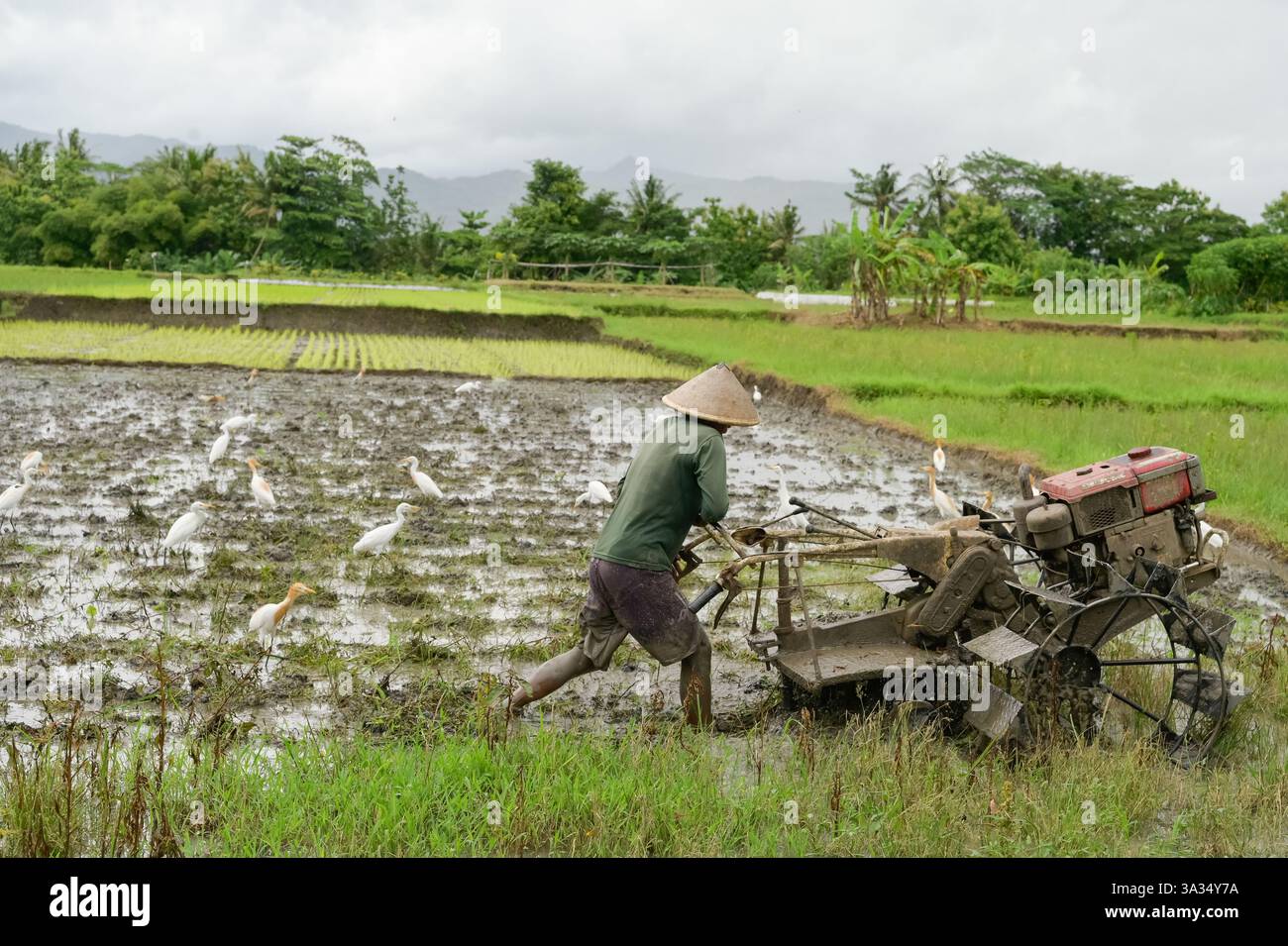 Un agricoltore irriconoscibile a Giava, Indonesia, manovra un trattore attraverso una risaia bagnata, accompagnata da garzette in un paesaggio rurale. Foto Stock