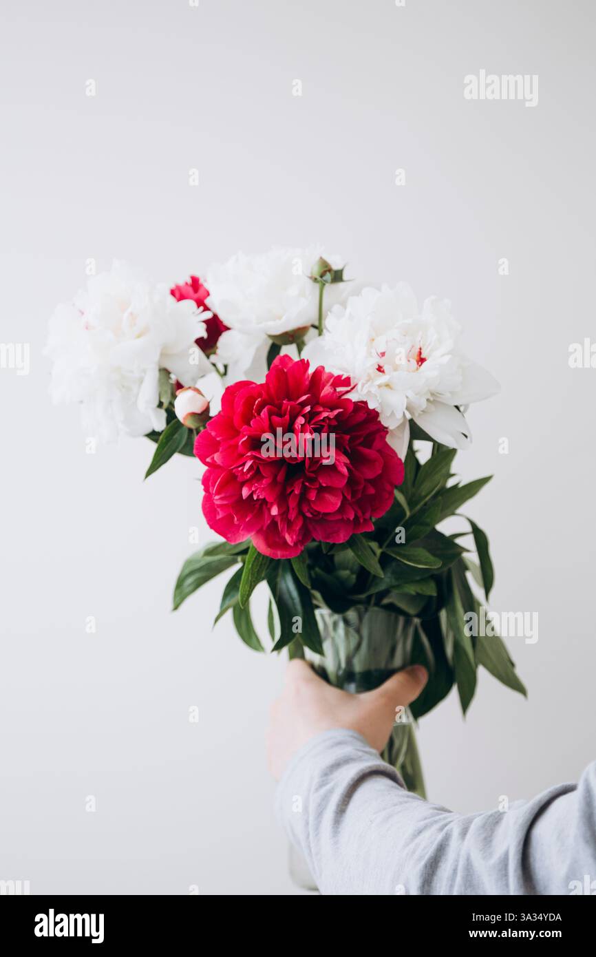 Persona corta irriconoscibile con un mazzo colorato di peonie rosse e bianche su un morbido sfondo bianco. Il rosso intenso e il bianco puro fioriscono Foto Stock