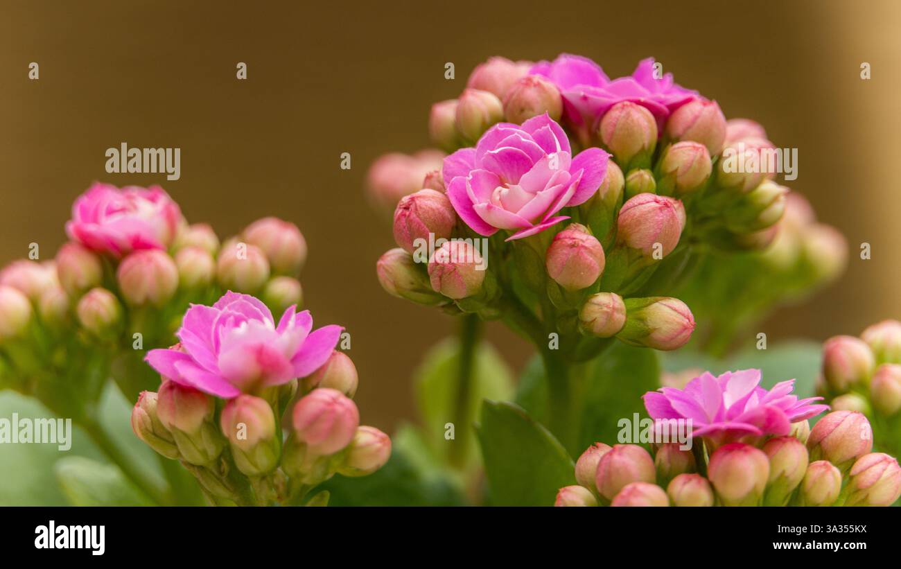 Fiori rosa vibranti in piena fioritura durante l'estate alpina, catturati con uno sfondo morbido che sottolinea la loro delicata bellezza. Foto Stock