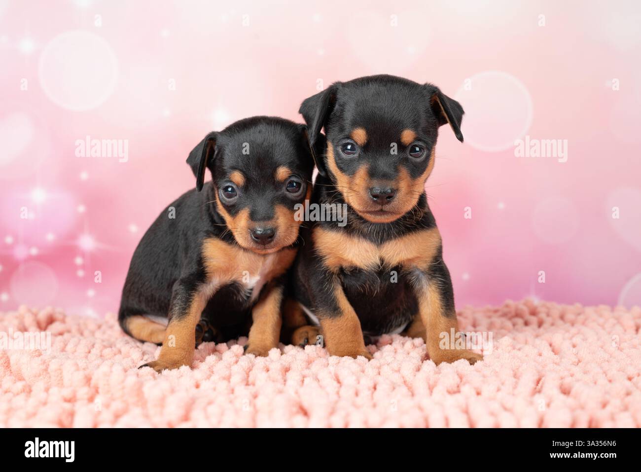 Un affascinante ritratto di due giovani cuccioli di Toy Terrier, seduti insieme su una morbida coperta rosa in un monolocale, circondati da luce delicata ed effetto bokeh Foto Stock