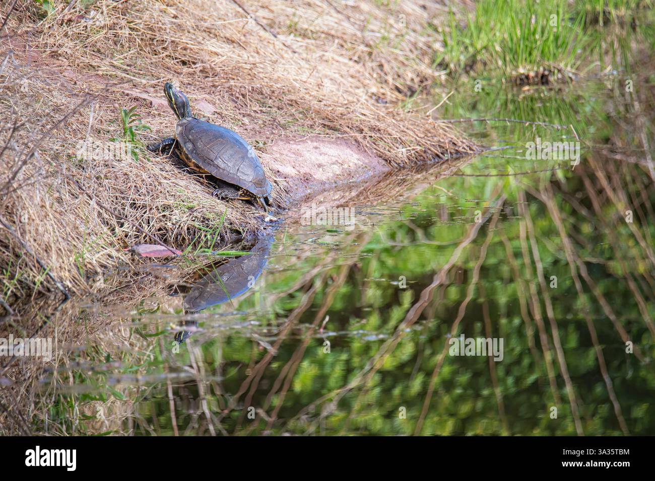 La tartaruga dipinta di Pasqua si arrampica da uno stagno per crogiolarsi al sole Foto Stock