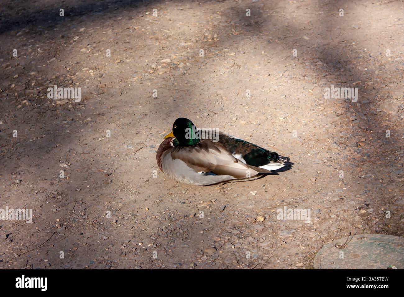 Un tranquillo rifugio tranquillo che si crogiola al sole al Wisley Gardens, Surrey. I momenti tranquilli della natura sono i più belli. #WildlifePhotography Foto Stock