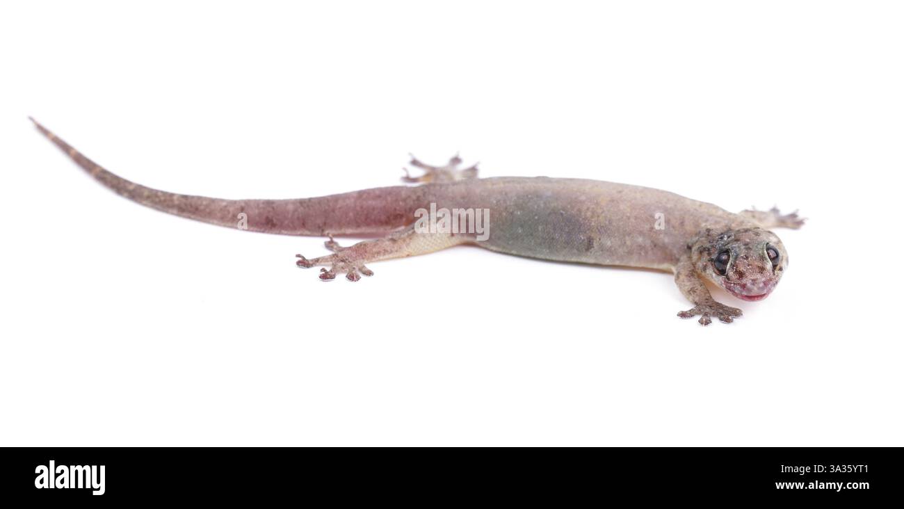 Gekco (Hemidactylus platyurus) isolato su backgrou bianco Foto Stock