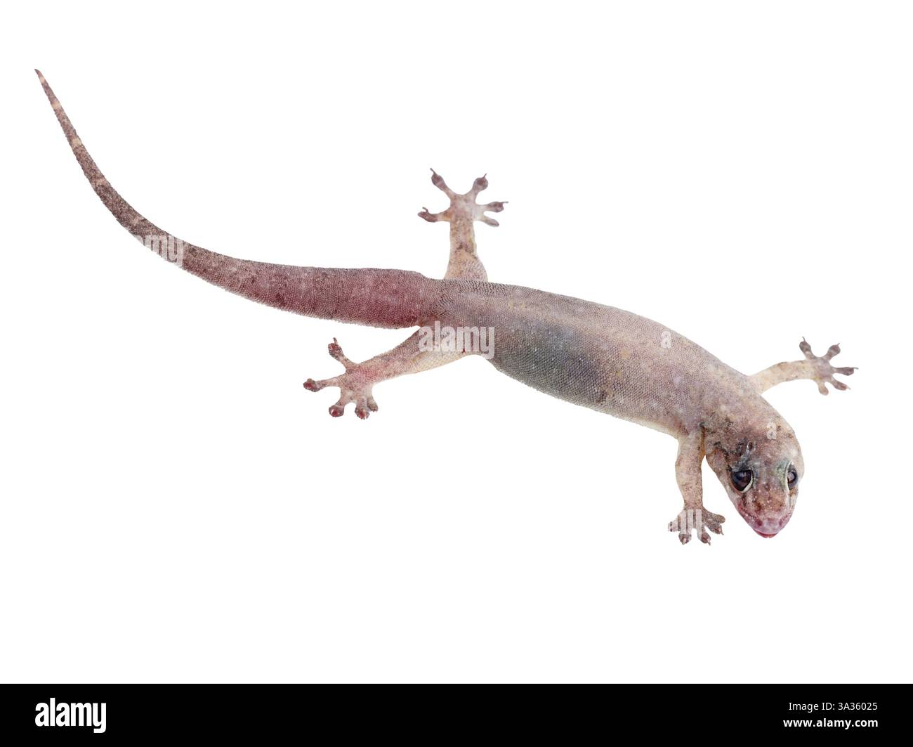 Gekco (Hemidactylus platyurus) isolato su backgrou bianco Foto Stock