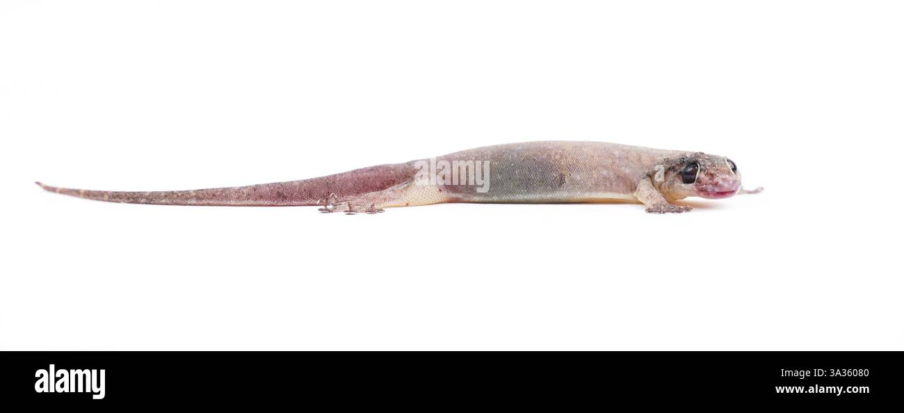Gekco (Hemidactylus platyurus) isolato su backgrou bianco Foto Stock