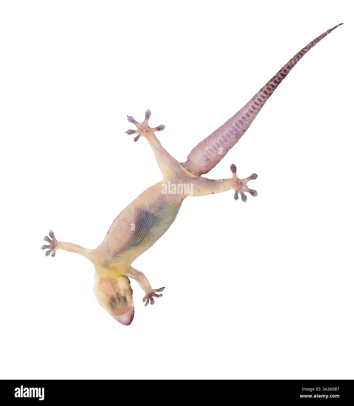 Gekco (Hemidactylus platyurus) isolato su backgrou bianco Foto Stock