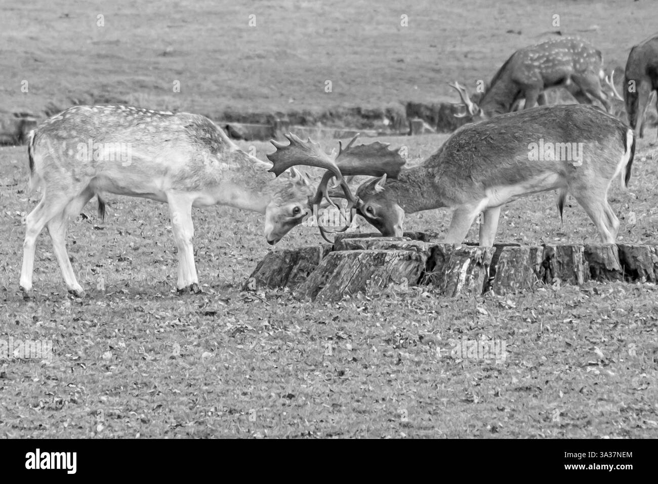 Giovani cervi incolti sparring, Inghilterra Foto Stock