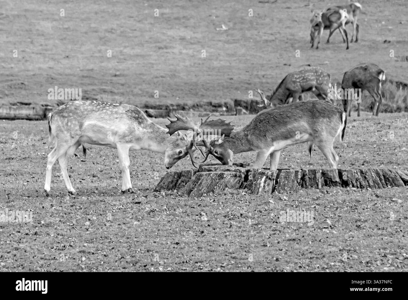 Giovani cervi incolti sparring, Inghilterra Foto Stock