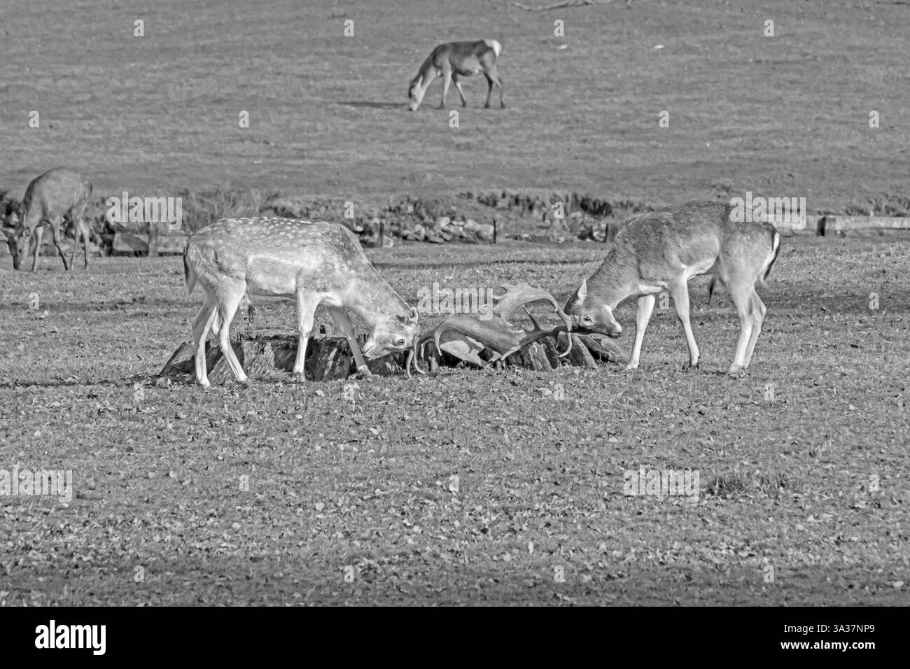 Giovani cervi incolti sparring, Inghilterra Foto Stock
