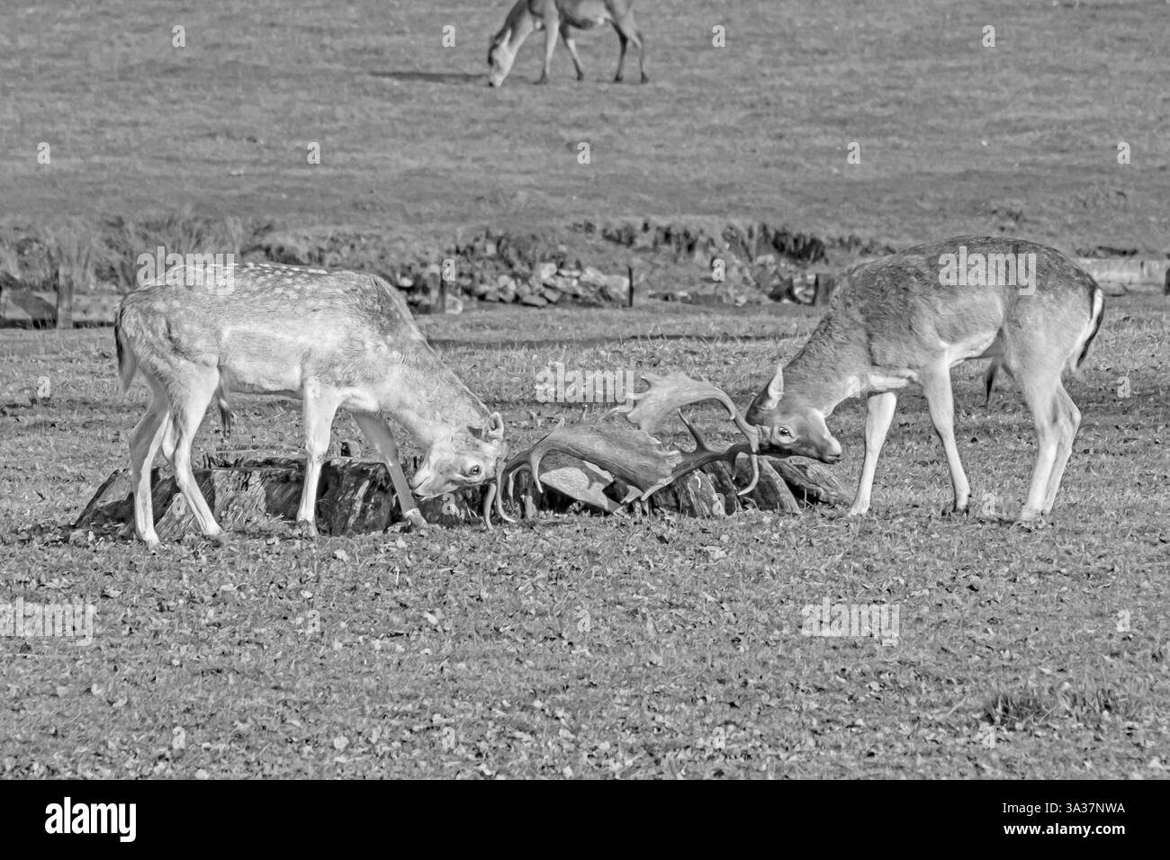 Giovani cervi incolti sparring, Inghilterra Foto Stock