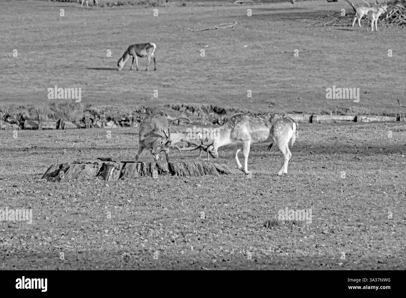 Giovani cervi incolti sparring, Inghilterra Foto Stock