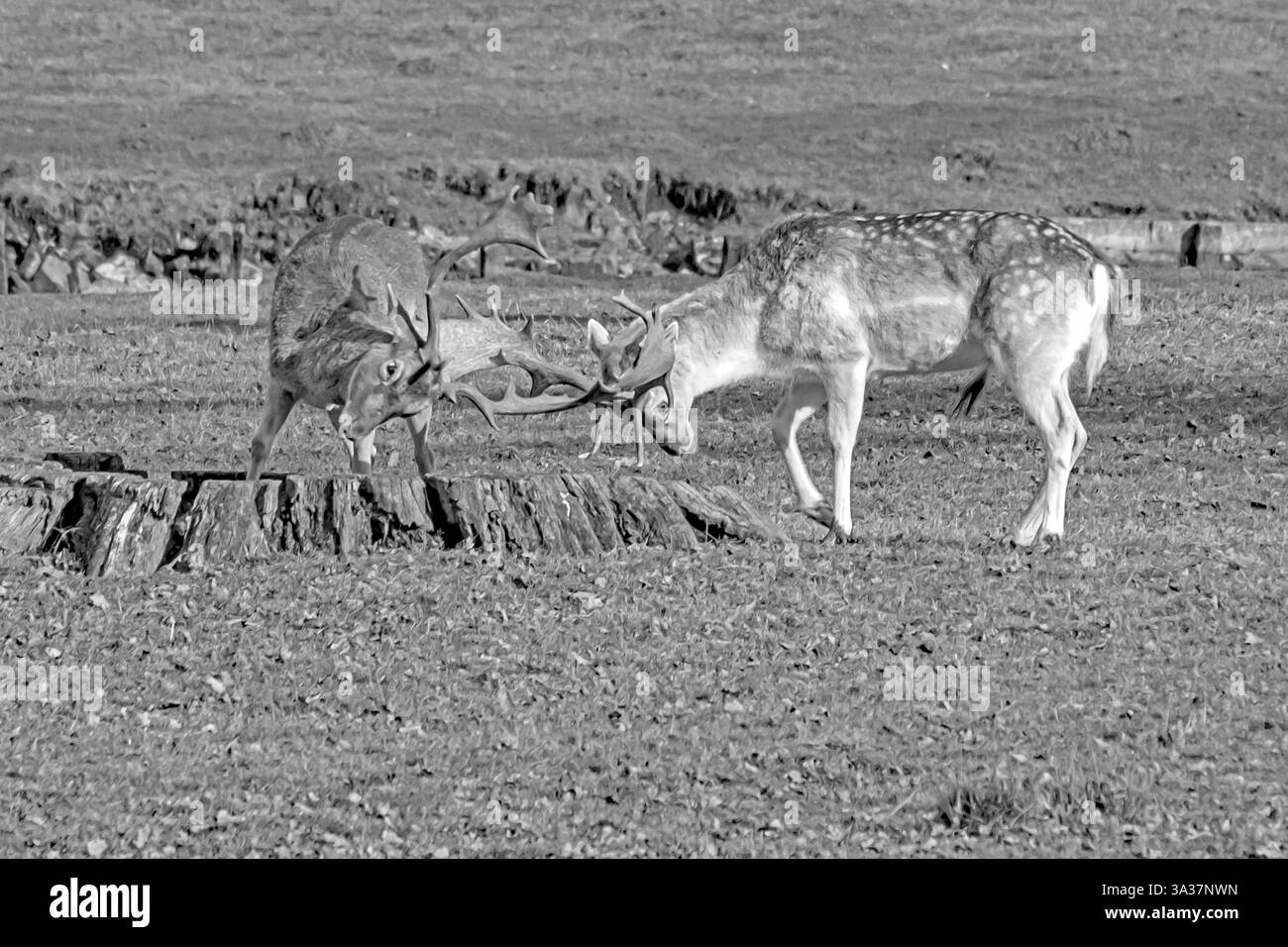 Giovani cervi incolti sparring, Inghilterra Foto Stock