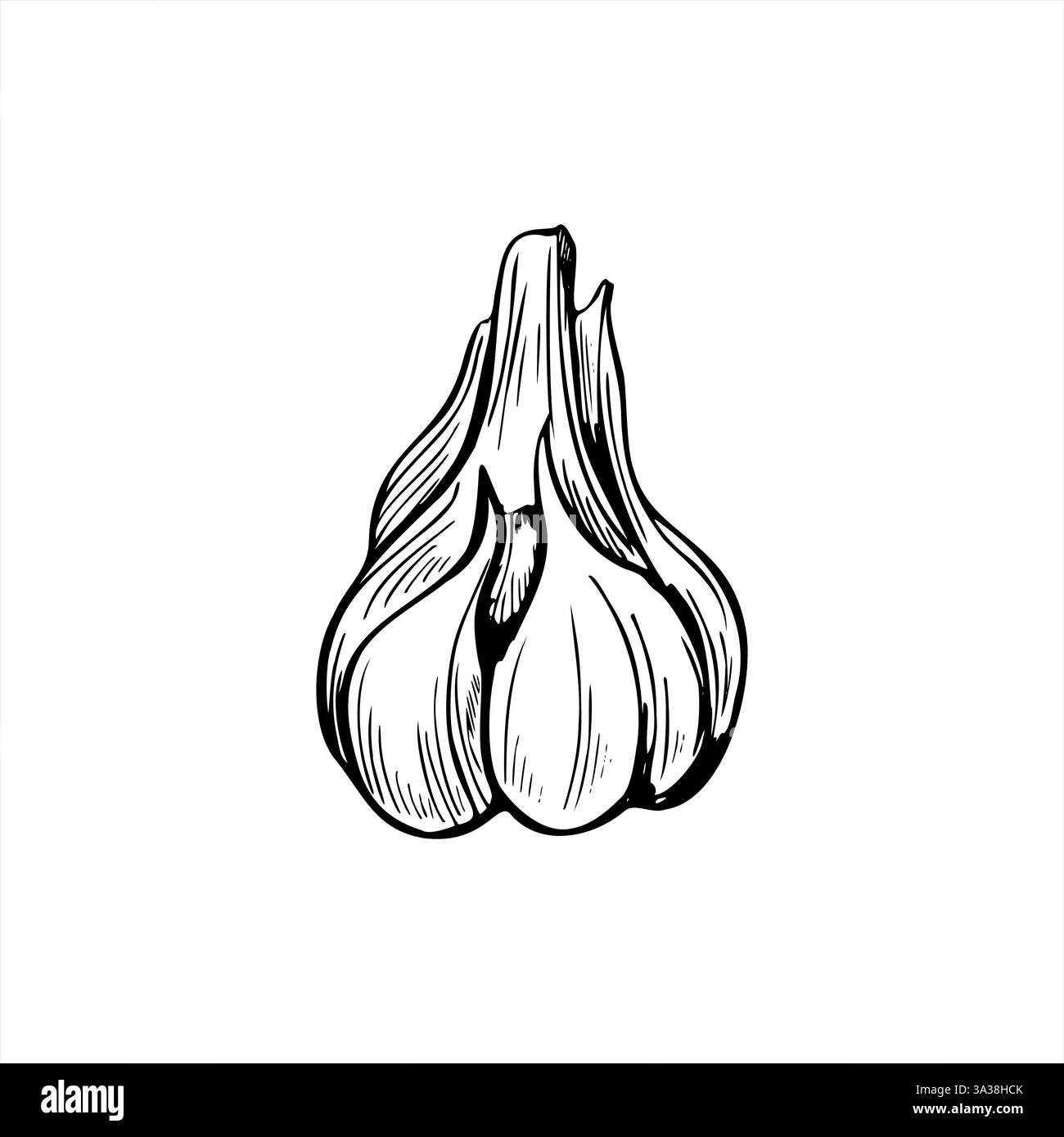 Un bulbo d'aglio fresco intero con disegni a inchiostro nero a linee di spicchi. Illustrazione isolata del vettore vegetale con condimento aromatico. Cibo ingrediente sano Illustrazione Vettoriale